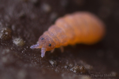 Odontellidae