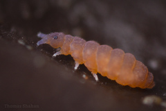 Odontellidae