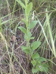 Nidorella auriculata