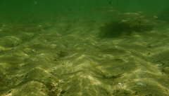 Sillaginodes punctatus