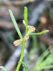 Haloragis heterophylla
