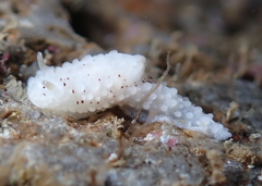 Aegires albopunctatus