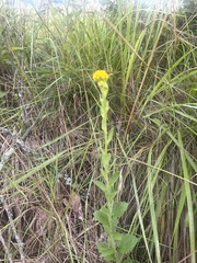 Nidorella auriculata