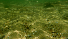 Sillaginodes punctatus