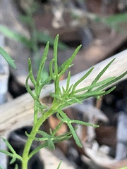 Haloragis heterophylla