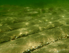 Sillaginodes punctatus