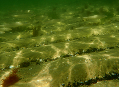 Sillaginodes punctatus