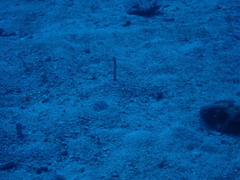 Heteroconger hassi
