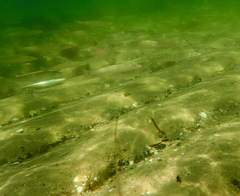 Sillaginodes punctatus