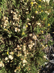 Ericameria ericoides