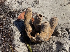 Callyspongia aculeata