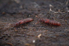Thoracophorus costalis