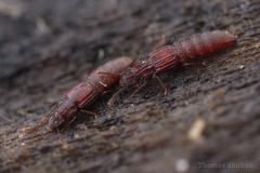 Thoracophorus costalis