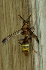 Polistes badius