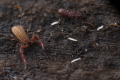 Pauropoda