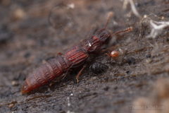 Thoracophorus costalis