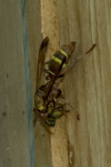 Polistes badius