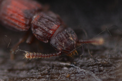 Thoracophorus costalis