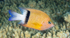 Plectroglyphidodon dickii