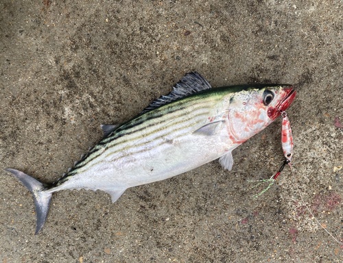 Australian bonito (Sarda australis) — Scombridae