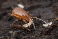 Pauropoda