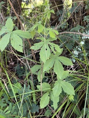 Cyphostemma hypoleucum