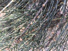 Allocasuarina luehmannii