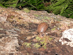 Hedleyella falconeri