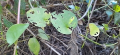 Plectonycha correntina
