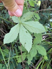 Cyphostemma hypoleucum