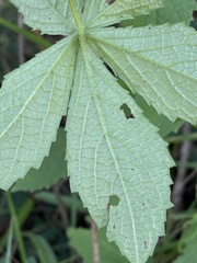 Cyphostemma hypoleucum