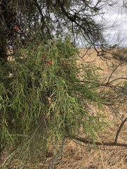 Allocasuarina luehmannii