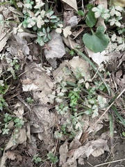 Ranunculus abortivus