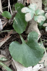 Ranunculus abortivus