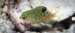Whitespotted Devil photo 1