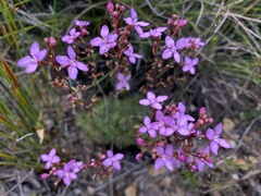 Stylidium lineare