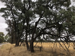Eucalyptus microcarpa