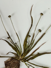Eriocaulon chinorossicum