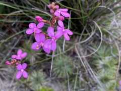 Stylidium lineare