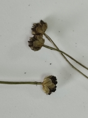 Eriocaulon chinorossicum