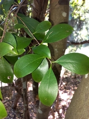 Acronychia pauciflora