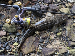 Platycephalus fuscus