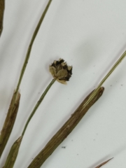 Eriocaulon chinorossicum