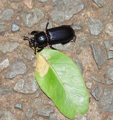 Aulacocyclus