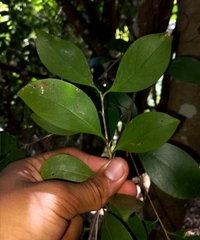 Acronychia pauciflora