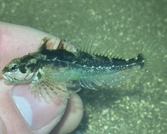 Clinocottus acuticeps