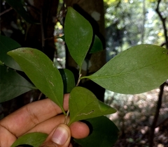 Acronychia pauciflora