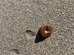 Calliostoma