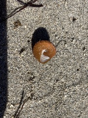 Calliostoma