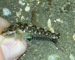 Clinocottus acuticeps